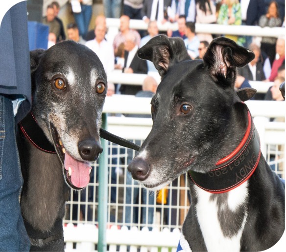 Mister Brentford (left) and Comeonyoubees joined the retired racers raising funds on Derby night Derby Final - Towcester 25th June 2022