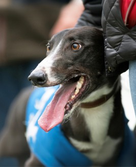 King Memphis after his 28.78 2nd Round win Star Sports & TRC Derby Towcester Friday 31st May 2024